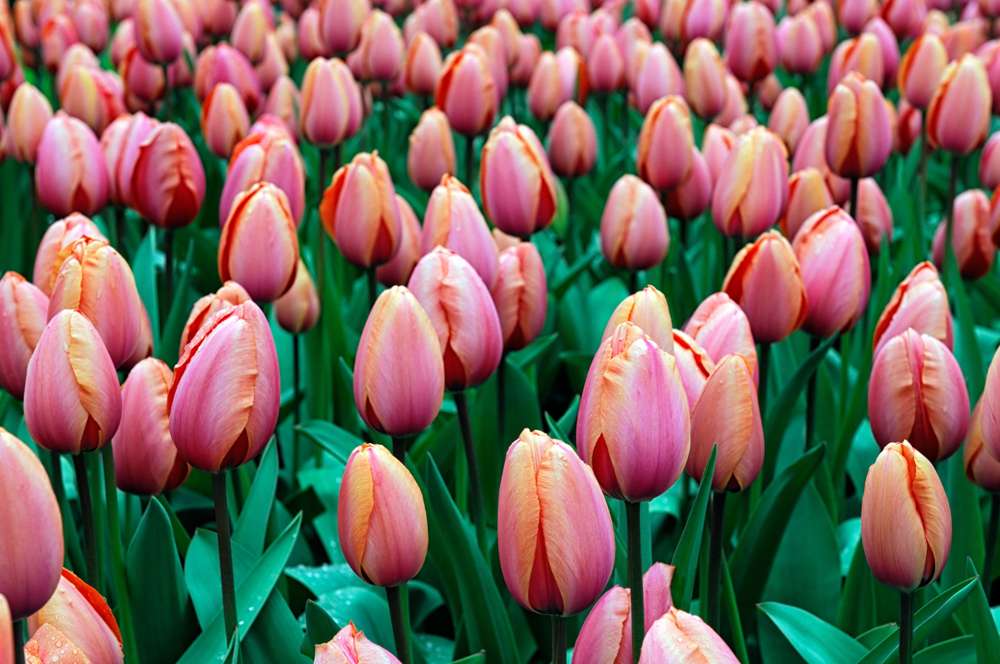 Tulipan 'Apricot Impression'